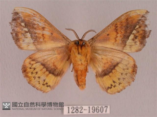 埔里帶蛾藏品圖，第2張