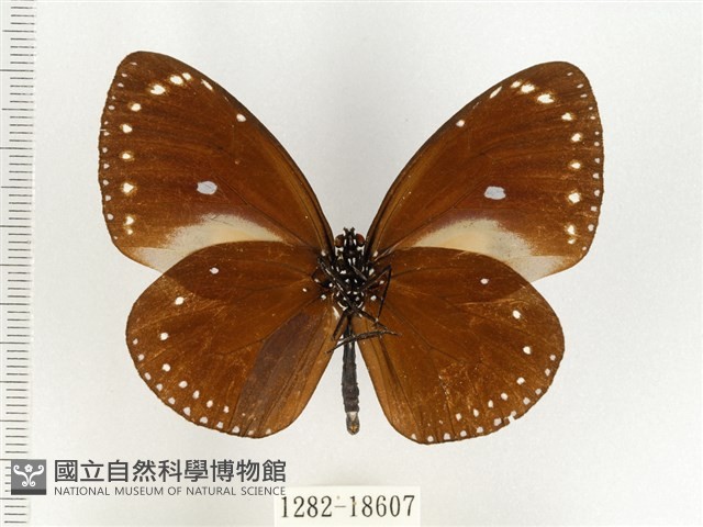 小紫斑蝶藏品圖，第2張