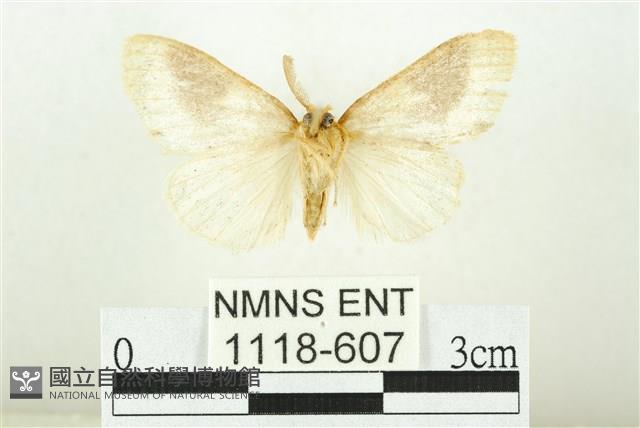 寬紋黃毒蛾藏品圖，第2張