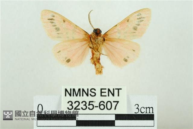 三條橙燈蛾藏品圖，第2張