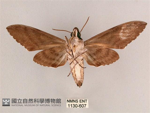 細斜紋霜天蛾藏品圖，第2張