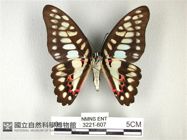木蘭青鳳蝶藏品圖，第2張