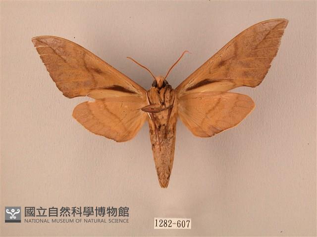 波紋豆天蛾藏品圖，第2張