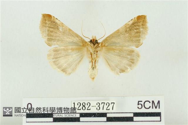 印華波紋蛾藏品圖，第2張