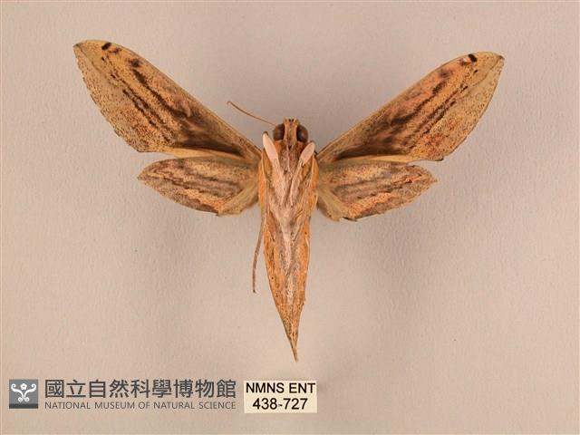 棕綠背線天蛾藏品圖，第2張