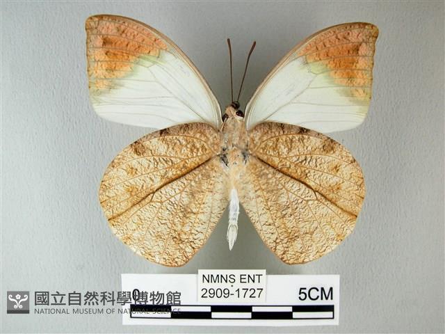 橙端粉蝶、端紅蝶藏品圖，第2張