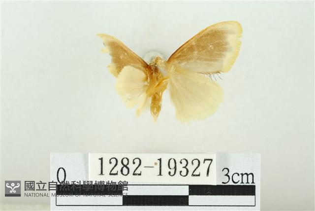 黑翅黃毒蛾藏品圖，第2張