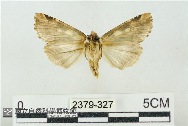 連珠波紋蛾藏品圖，第2張