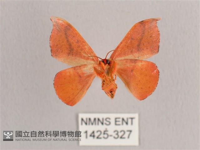 接骨木帶鉤蛾藏品圖，第2張