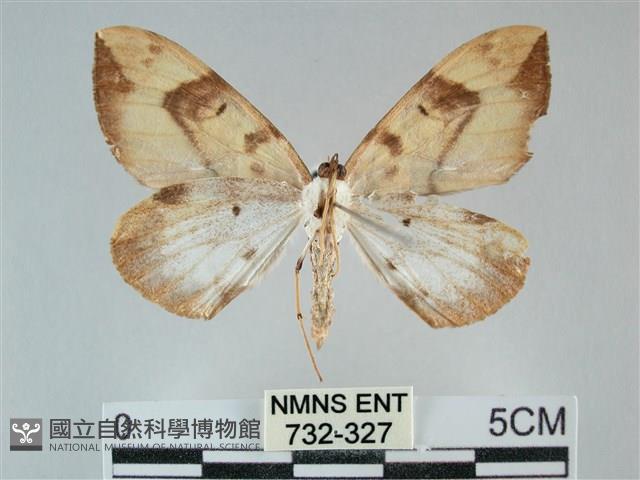 枯葉尺蛾藏品圖，第2張