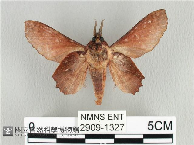 臺灣枯葉蛾藏品圖，第2張