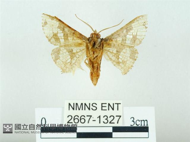 琉球雲紋網蛾藏品圖，第2張