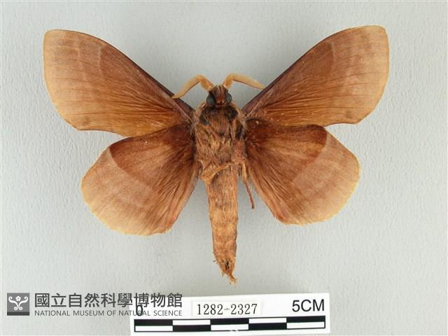 松大毛蟲藏品圖，第2張