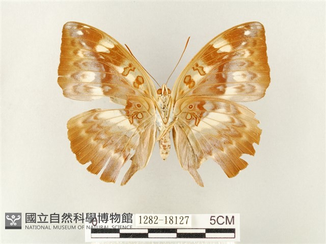 瑙蛺蝶藏品圖，第2張
