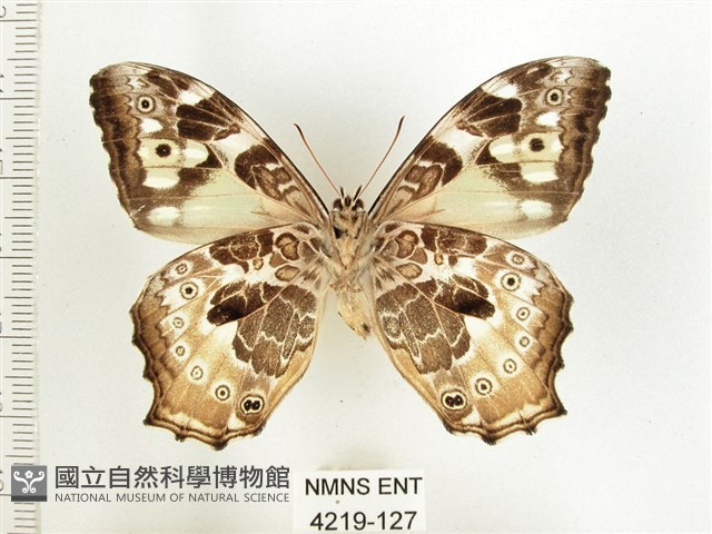 白斑蔭眼蝶藏品圖，第2張