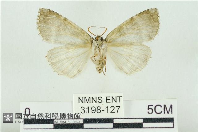 臺灣銀斑異波紋蛾藏品圖，第2張
