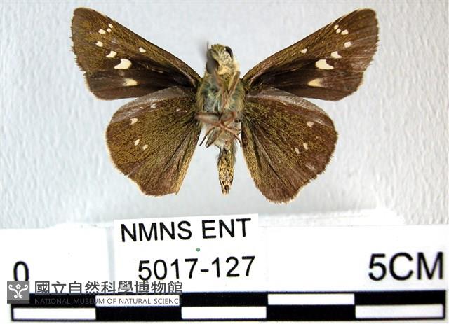 禾弄蝶藏品圖，第2張