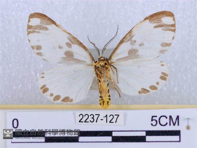 後凸蝶燈蛾藏品圖，第2張