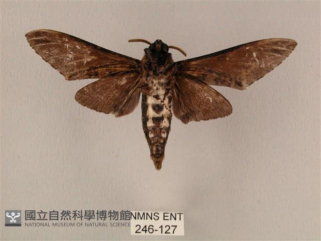 白星天蛾藏品圖，第2張