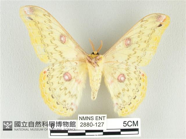 黃豹天蠶蛾藏品圖，第2張