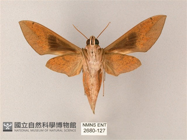 藏斜紋天蛾藏品圖，第2張
