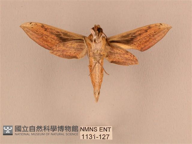 背線天蛾藏品圖，第2張