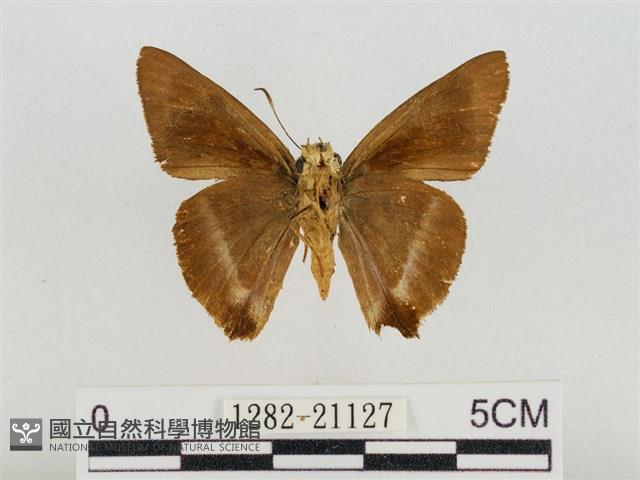 尖翅絨弄蝶藏品圖，第2張