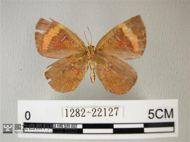 帶錨紋蛾藏品圖，第2張