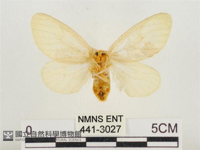 榕透翅毒蛾藏品圖，第2張