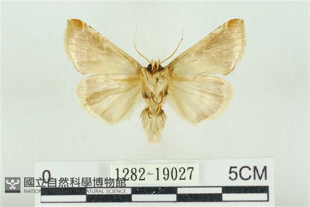 印華波紋蛾藏品圖，第2張