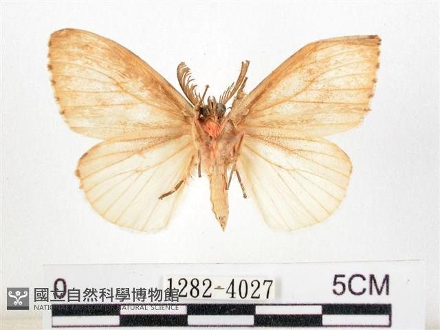 木毒蛾藏品圖，第2張