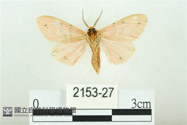 三條橙燈蛾藏品圖，第2張