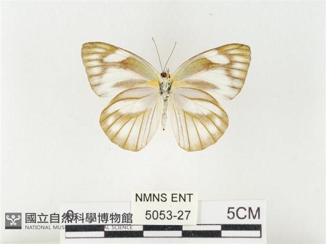 鑲邊尖粉蝶藏品圖，第2張