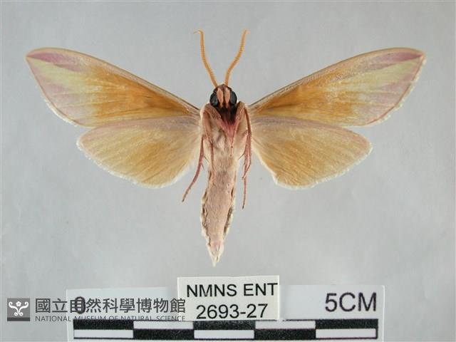 雙黃條天蛾藏品圖，第2張