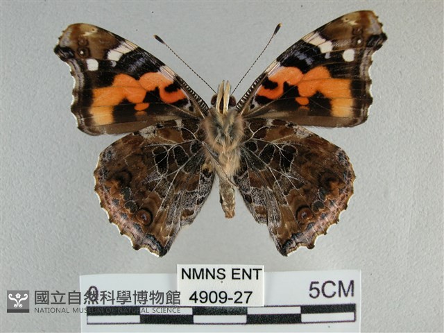 大紅蛺蝶藏品圖，第2張