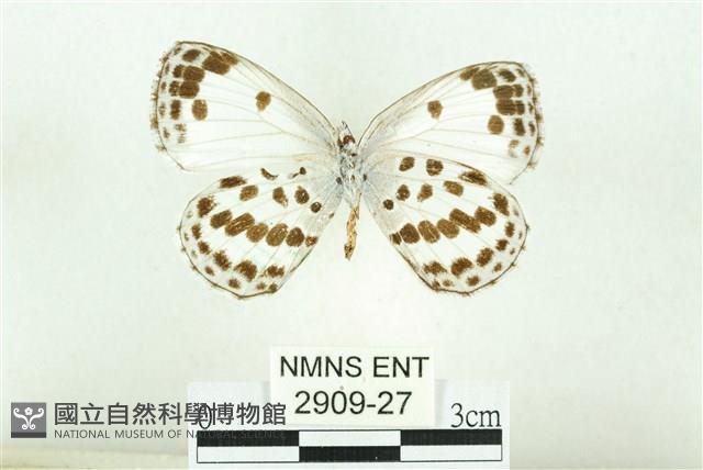 白雀斑灰蝶藏品圖，第2張