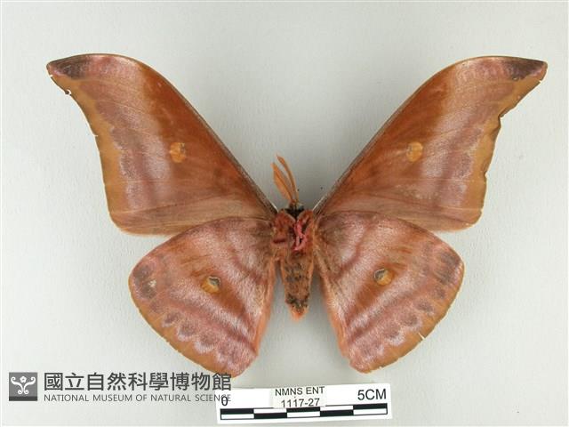 紅目天蠶蛾藏品圖，第2張