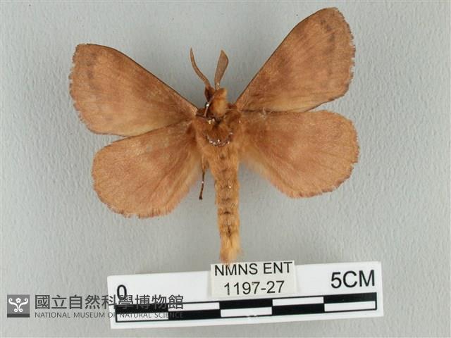 波紋枯葉蛾藏品圖，第2張