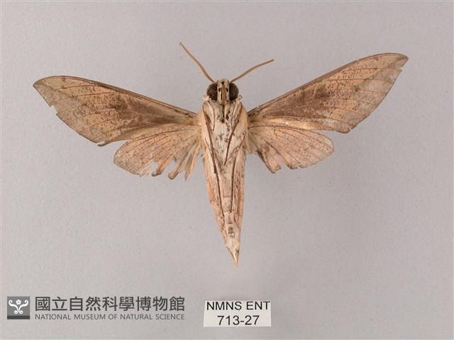 藏斜紋天蛾藏品圖，第2張