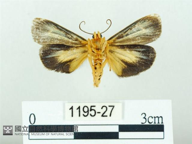 黃肩奇蛾藏品圖，第2張