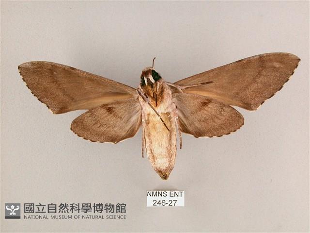 細斜紋霜天蛾藏品圖，第2張