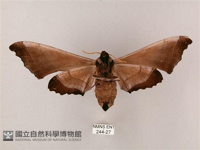 齒翅三線天蛾藏品圖，第2張