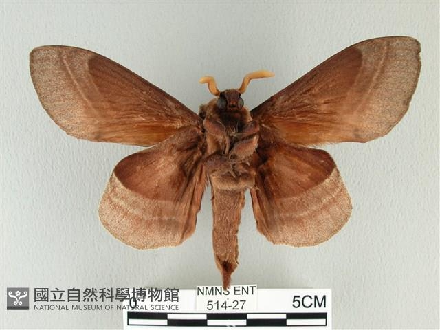 松大毛蟲藏品圖，第2張