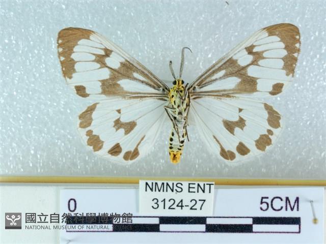 粉蝶燈蛾藏品圖，第2張