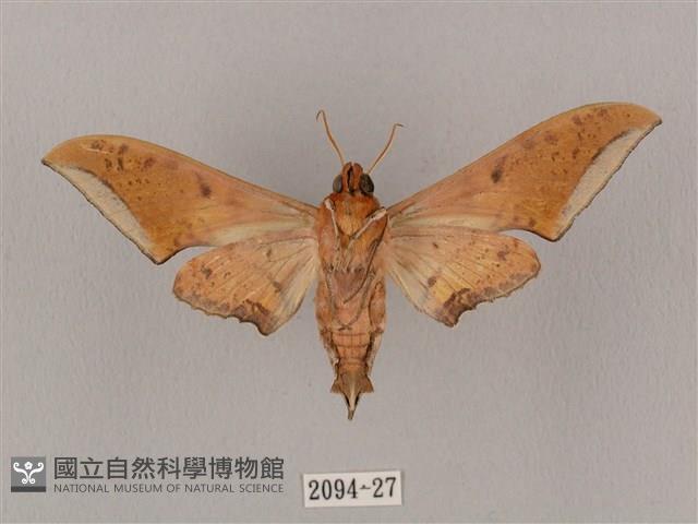 廣東鷹翅天蛾藏品圖，第2張