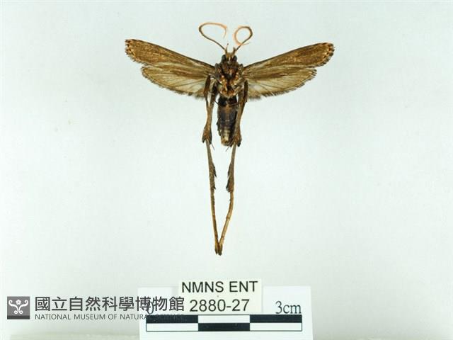 長腳大織蛾藏品圖，第2張