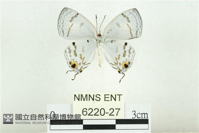 蘭灰蝶藏品圖，第2張