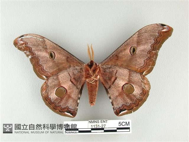 雙黑目天蠶蛾藏品圖，第2張