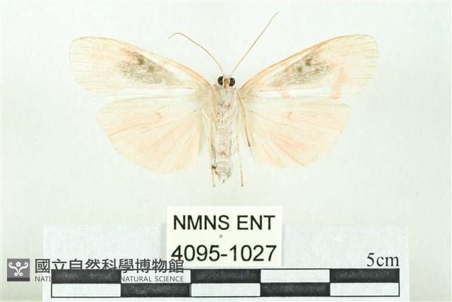 臺雪苔蛾藏品圖，第2張