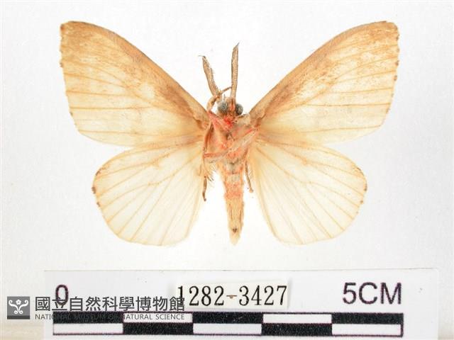 木毒蛾藏品圖，第2張